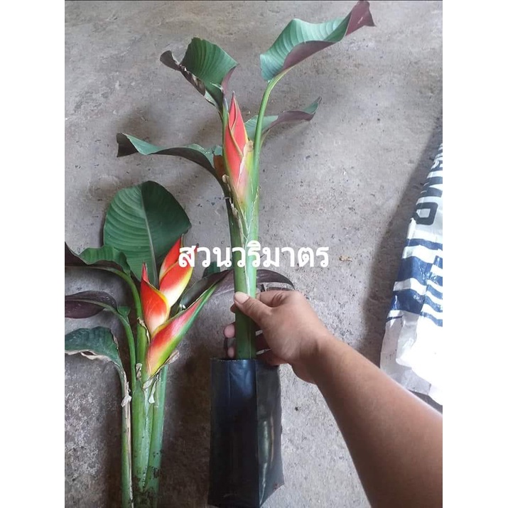 1ต้น-ต้นทาโร่-heliconia-stricta-cv-sharonii-เฮลิโคเนีย-heliconia-tinutda