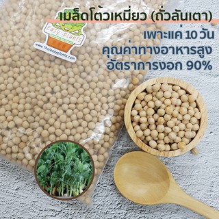 เมล็ดโต้วเหมี่ยว ต้นอ่อนถั่วลันเตา งอก 90% จัดส่ง 25 บาท