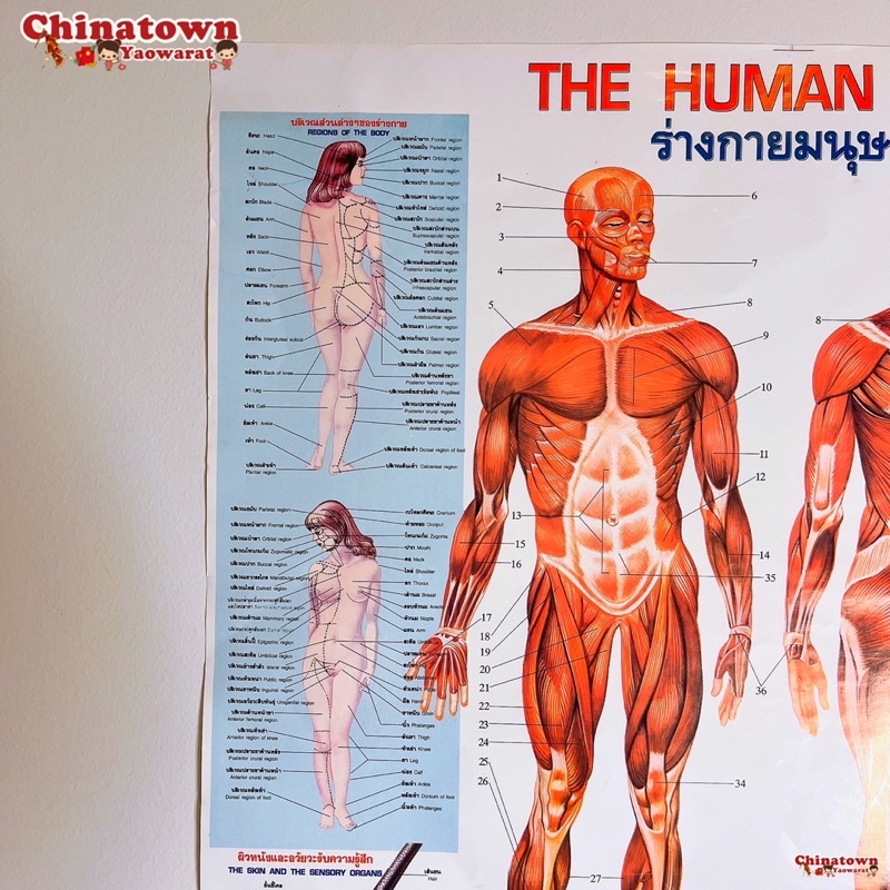 ระบบร่างกาย-โปสเตอร์กระดาษ-53-77cm-21-30-นิ้ว-วิทยาศาสตร์-เรียนหมอ-พันธุกรรม-anatomy-โครงกระดูกมนุษย์-กล้ามเนื้อ