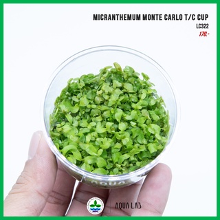 [APC] Micranthemum monte carlo (เพิร์ลกลาส) [ไม้น้ำ - Aquatic Plants] LC322