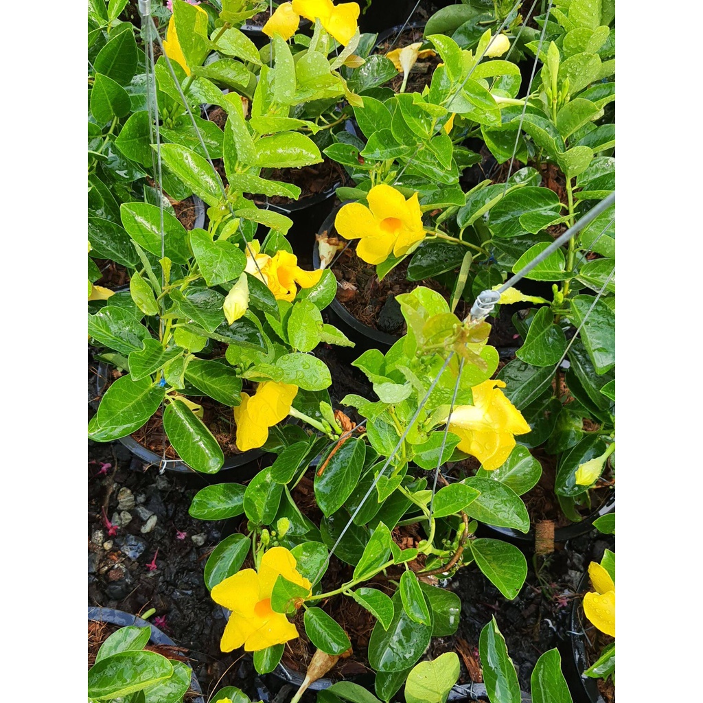 จันทร์กระจ่างฟ้าhammock-yellow-dipladenia-wild-allamanda-ในกระถาง-8นิ้ว