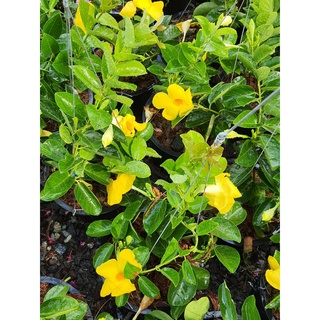 จันทร์กระจ่างฟ้าHammock ; Yellow dipladenia ; Wild allamanda ในกระถาง 8นิ้ว