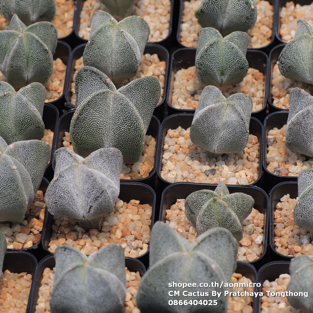 กระบองเพชร-แอสโตรไฟตัม-astrophytum-myriostigma-ขนาด-3-4-cm
