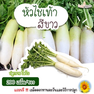 เมล็ดพันธุ์หัวไชเท้า จำนวน 200 เมล็ด อัตราการงอก95% ปลูกง่าย โตไว (แถมฟรี เมล็ดผักทุกออเดอร์)