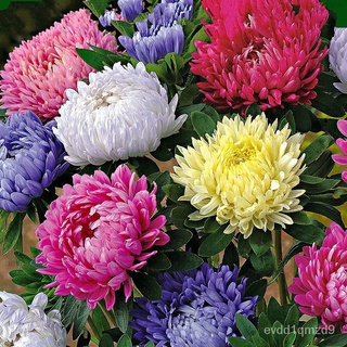 เมล็ดพันธุ์ ดอกเบญจมาศ บอนสี Aster Chrysanthemum Seeds flower seeds บรรจุ 200 เมล็ด เมล็ดพันธุ์แท้ ต้นไม้มงคล ต้นดอกไม้ส