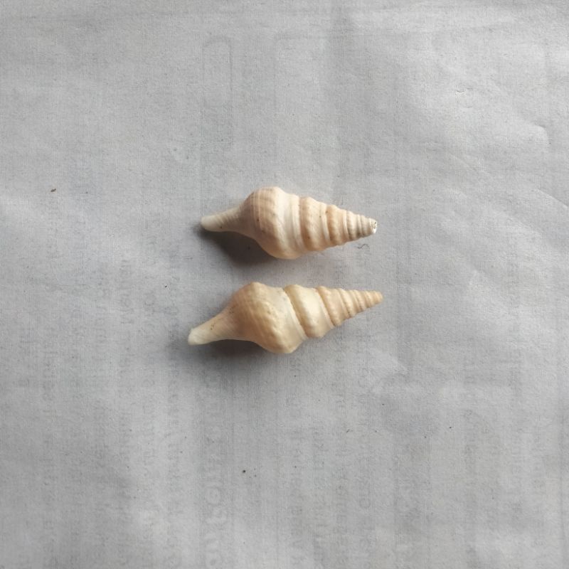 SHORT CABE SHELL SHELLS 100 gr | Shopee Thailand