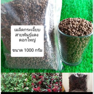 เมล็ดกระเจี๊ยบ พันธุ์แดงดอกใหญ่ 1,000กรัม 180 บาท