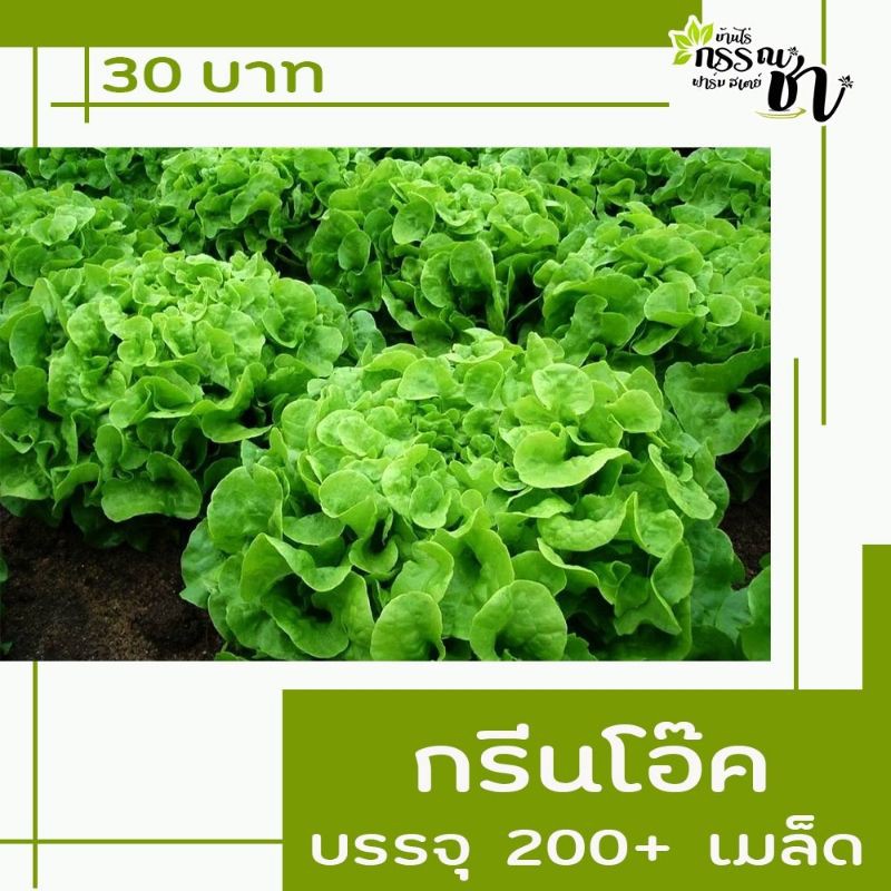 เมล็ดพันธุ์ผักสลัด-ราคาสุดคุ้ม