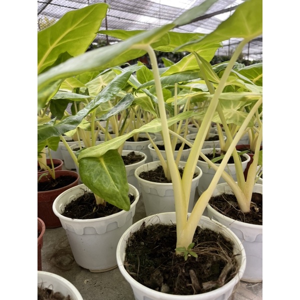 alocasia-lutea-golden-holland