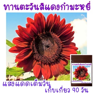 8 เมล็ด ทานตะวันสีแดงกำมะหยี่ (สีแดงระดับ7) Velvet Queen Sunflower