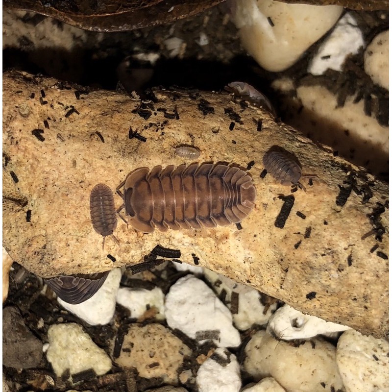 วัสดุปูพื้น-isopod-mat-ปลอดสารเคมี-มีสารอาหารสำหรับน้องพอด