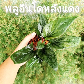 🌱ต้นโชคเก้าชั้น,โชคเก้าชั้นด่าง,พลูอินโดหลังแดง, ต้นรวยไม่เลิก​ ไม้มงคล Leopard lily ,Anthurium renaissance​ โชค9ชั้น