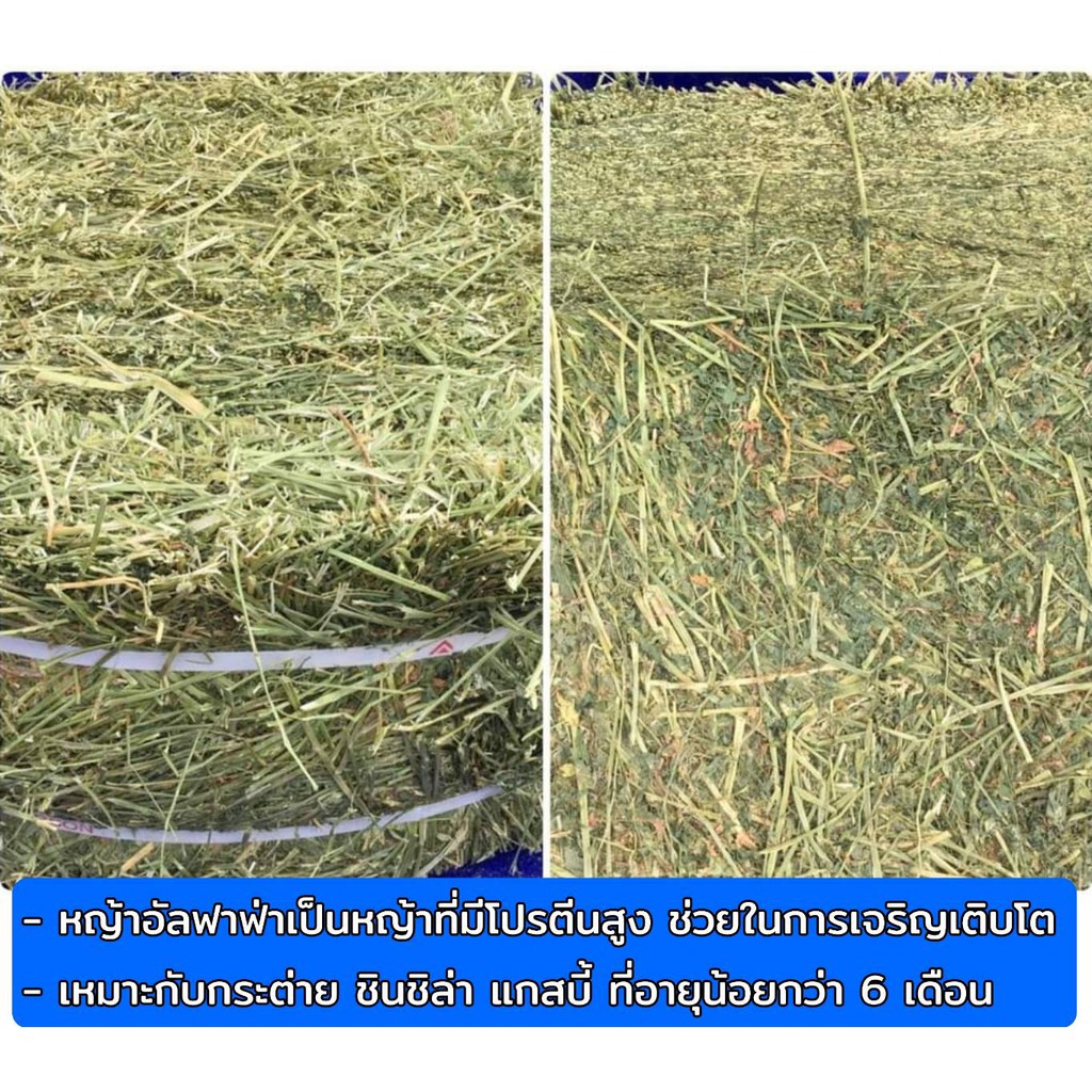 หญ้าอัลฟาฟ่า-แบบก้อนปึก-5-kg-เกรดพรีเมียม-ราคาประหยัด