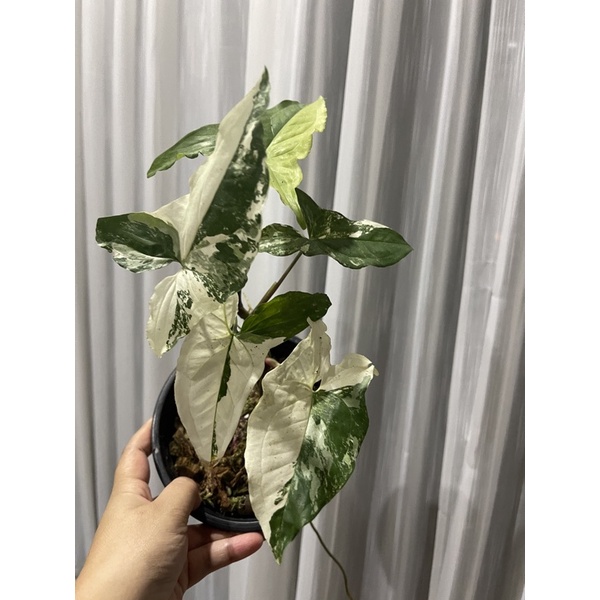 syngonium-albo-เงินไหลมาด่างขาว