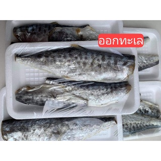 ภาพหน้าปกสินค้าปลาอินทรีย์หอมตัวเล็ก แพ็คละ 40 บาท ขนาด ประมาณ150-200 กรัม ทำมาใหม่ ตัวใหญ่ๆๆ ขายไม่แพง ทอดกินอร่อย 🐟🐟🐟 ที่เกี่ยวข้อง