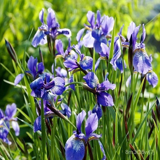 （เมล็ดพันธุ์ ถูก คละ）100 เมล็ด Blue Iris Lactea Flower Seeds ต้นไม้ฟอกอากาศ บอนสีหายาก บอนไซ ต้นไม้ พันธุ์ดอกไม้ พันธุ์ไ