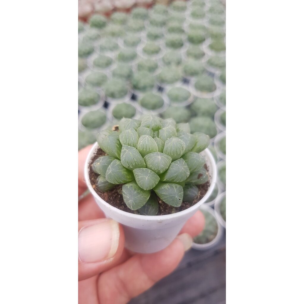 ต้นหยดน้ำ-haworthia-cooperi-ฮาโวเทีย-หยดน้ำ-ไม้อวบน้ำ-กุหลาบหิน-cactus-amp-succulentหลากหลายสายพันธ์-รับประกันสินค้า