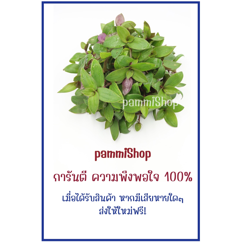 ภาพสินค้าหญ้าไผ่น้ำ สด 1kg 85 จัดส่งภายใน1วัน ปลูกแบบอินทรีย์ 100% บำรุงไต ทางร้านตัดเป็นต้นสดตามออเดอร์ มีรากติด จากร้าน thsmbn บน Shopee ภาพที่ 8