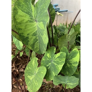 ภาพหน้าปกสินค้าบอนด่าง/บอนเลม่อน Colocasia Lemon Lime Gecko ที่เกี่ยวข้อง