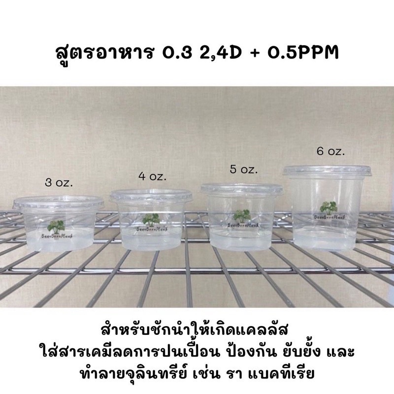 ภาพสินค้าจัดเซต 6 + PPM - อาหารเพาะเลี้ยงเนื้อเยื่อพืช จากร้าน bonnie.planttissue บน Shopee ภาพที่ 6