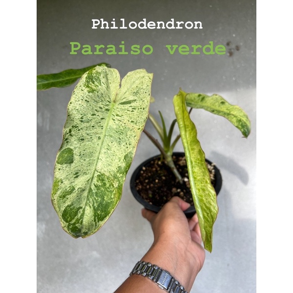 philodendron-paraiso-verde-พาไรโซ่