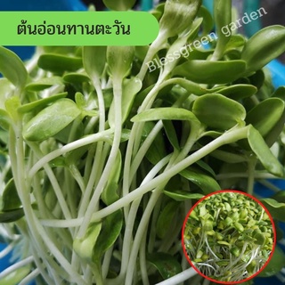 ต้นอ่อนทานตะวัน ออแกนิก อินทรีย์100% ต้นอ่อน sunflower sprout-vcanfit