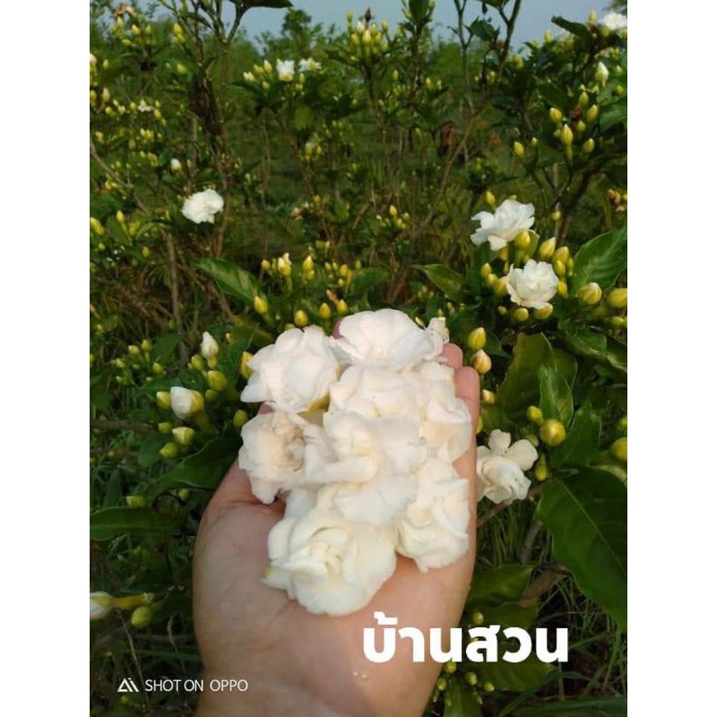 ต้นพุดกุหลาบ-บ้านสวนพันธุ์ไม้