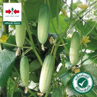 ภาพขนาดย่อของภาพหน้าปกสินค้าซื้อ10แถม1 เมล็ดพันธุ์แตงกวา (Cucumber seeds) หอมใบเตย F1 เมล็ดพันธุ์ผัก เมล็ดพันธุ์ แตงกวาใบเตย ตราศรแดง 40เมล็ด ลดกระ จากร้าน b.bowy_459 บน Shopee ภาพที่ 1