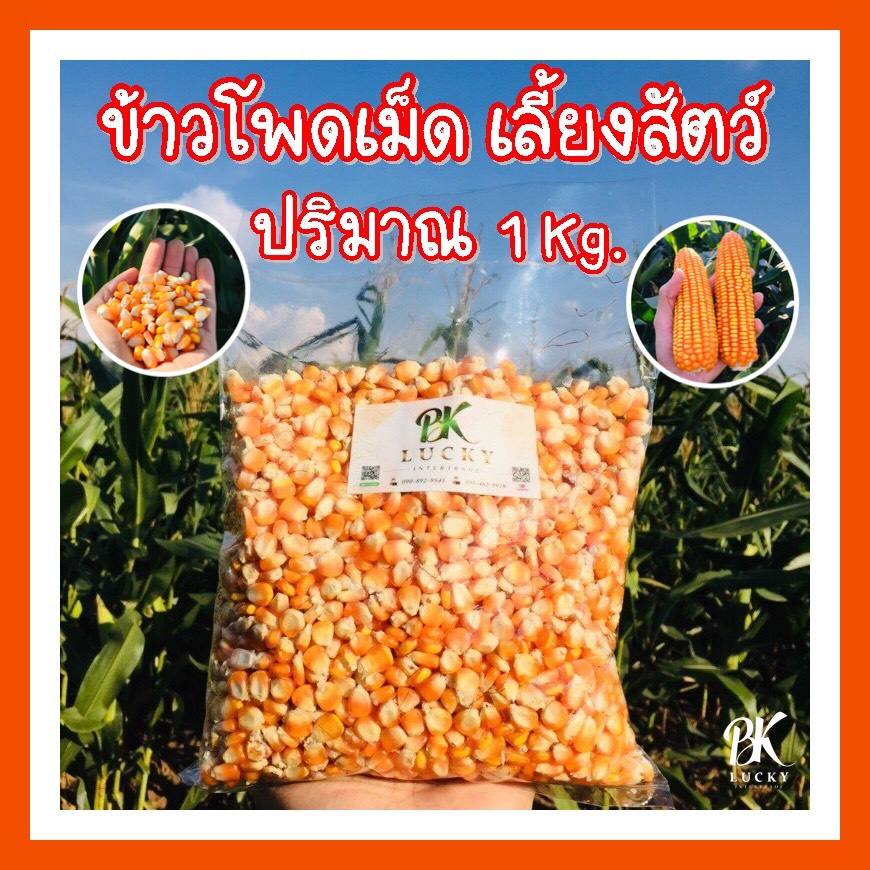 ข้าวโพดเม็ด-เม็ดเต็ม-1-กิโลกรัม-พันธ์-888-999-339-และ-s7-เม็ดเต็ม-อาหารสัตว์-ข้าวโพดบด-เลี้ยงสัตว์-อาหารนก-อาหารไก่-สัตว