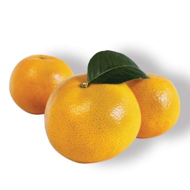 1ต้น-vาย-ต้นพันธุ์-ต้น-ต้นส้มสายน้ำผึ้ง-ส้มสายน้ำผึ้ง-ส้ม-ต้นส้ม-กิ่งตอน-ไร่อิงดาว