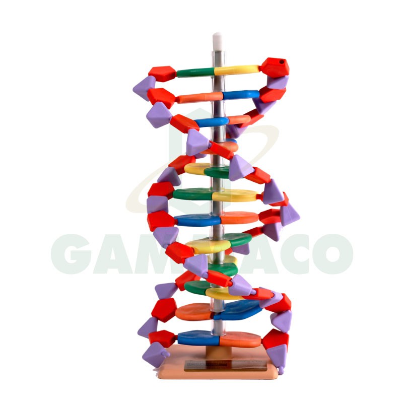 แบบจําลองดีเอ็นเอ Mini DNA TM 12 layer Model [30MDNA06012] | Shopee ...