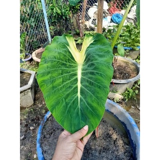 Colocasia Nancys Revenge (Nancyana)