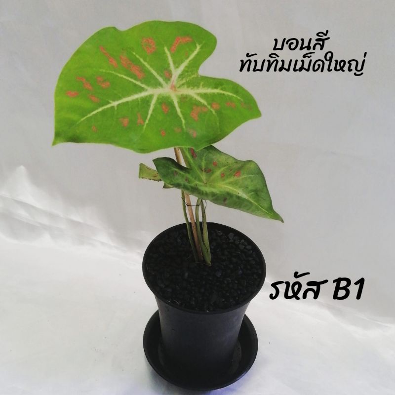 บอนสี-ทับทิม-ราคาถูก