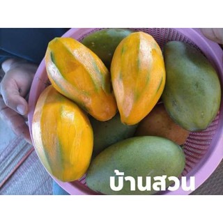ต้นมะม่วง พันธุ์ทองดำ