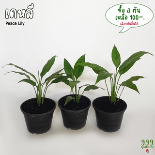 ต้นเดหลี ขนาดเล็ก 3ต้น100-. ( เดหลีใบมัน / เดหลีแคระ / peace lily ) 999garden