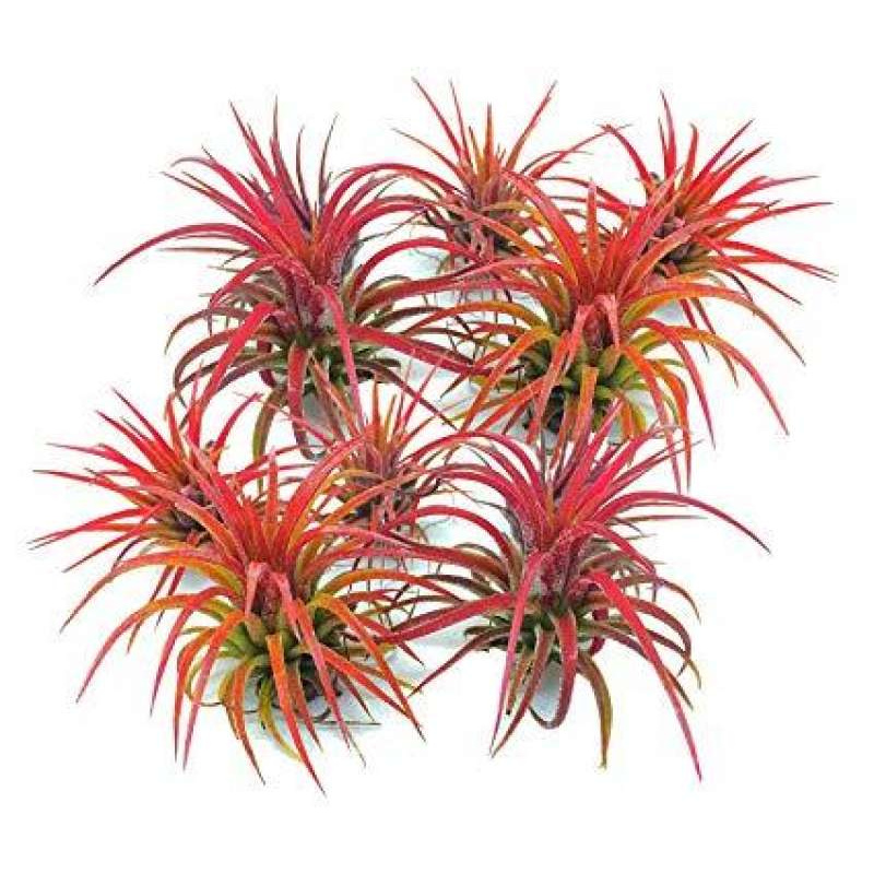 tillandsia-ionantha-fuego-ทิลแลนเซีย-ไม้รากอากาศ-ไม้ประดับ-ไม้แขวน-สวนแนวตั้ง-ต้นไม้แปลก-ประดับ-ตกแต่งสวนหรือคอนโด