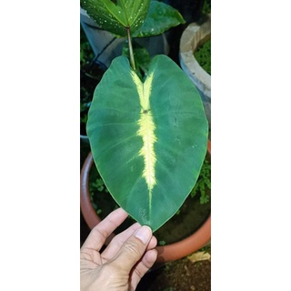 colocasia muai sunrise