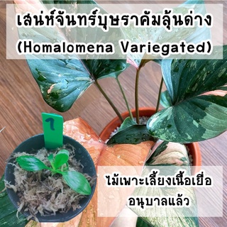 สเน่ห์จันทร์บุษราคัม  (Homalomena Var.)  ไม้เพาะเลี้ยงเนื้อเยื่อลุ้นด่าง (แม่ด่างชมพู) อนุบาลแล้ว