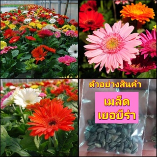 (100มล็ดX1ซอง)(ขาย เมล็ด) เมล็ด เมล็ดเยอบีร่า คละสี เยอบีร่า gerbera สวนบนดอย