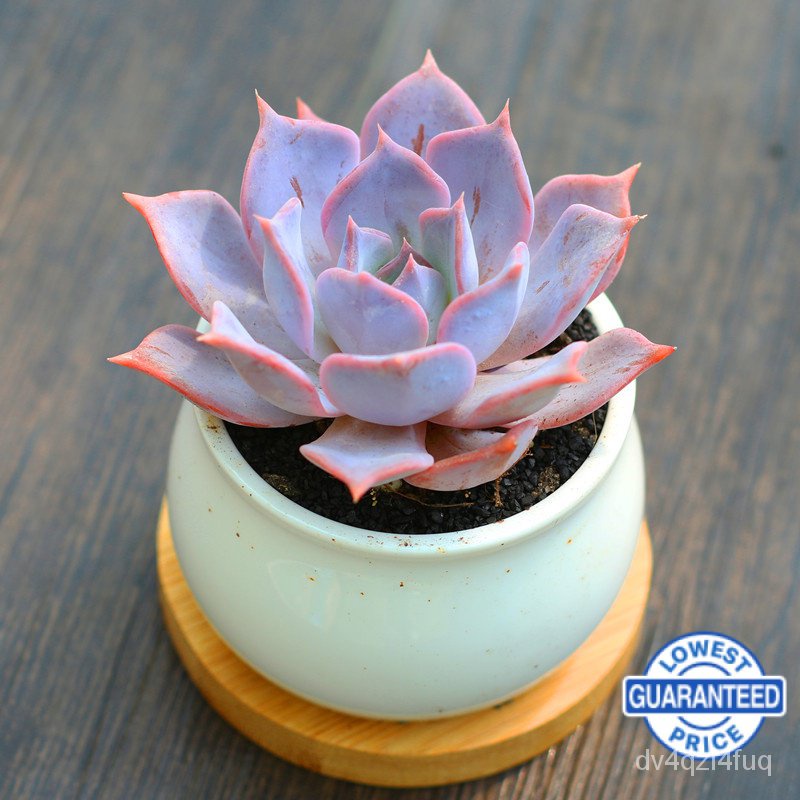 ready-stock-succulent-ฉ่ำรวมกันกระถางป้องกันรังสีพืชสีเขียวดอกไม้-lbdt