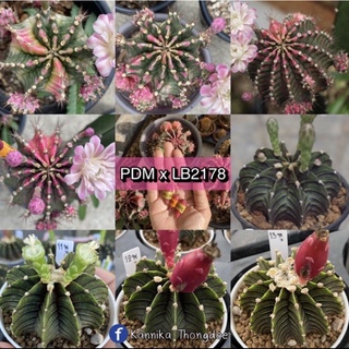 เมล็ดยิมโนด่าง Pink diamond x LB2178 50เมล็ด