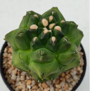 Cake Cactus Farm กระบองเพชร Gymnocalycium monstrose ยิมโนมอนโทส