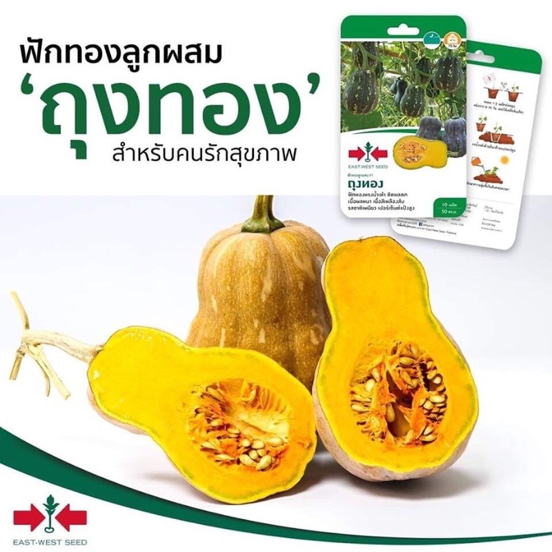 บัตเตอร์นัท-butternut-เมล็ดพันธุ์ฟักทอง-pumpkin-seeds-ถุงทอง-f1-เมล็ดพันธุ์-ผักสวนครัว-ตราศรแดง