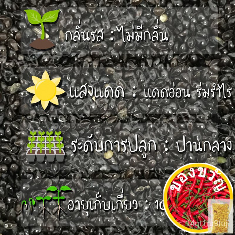 เมล็ดอวบอ้วน100-ไทยในสต็อกพร้อมส่งเมล็ดพันธุ์-ฟอร์เก็ตมีน็อต-ดอกสีขาว-100-เมล็ด-white-forget-me-not-เมล็ดพันธุ์แท้-นำเ