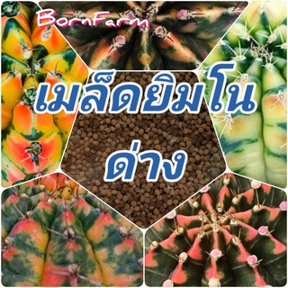 เมล็ดยิมโนด่าง ชุด20เมล็ด - Gymno Mix（นี่มันเมล็ดพืช ไม่ใช่พืช!）eeds by ฺBornFarm