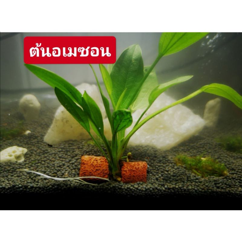 zc ไม้น้า แต่งตู้ปลาต้นอเมซอนพันหินส้มซื้อ4แถม1 | Shopee Thailand