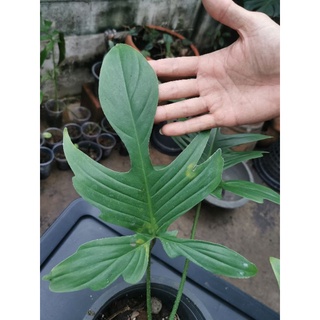 Philodendron ฟิโลเดนดรอนกุ้งยักษ์​