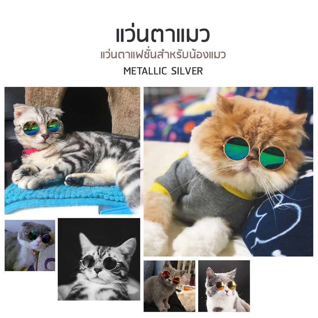 ลูกค้าใหม่-1-บาท-แว่นสุนัข-แว่นหมา-แว่นแมว-แว่นกันแดด-cat-dog-หมา-แมว-แว่นตา-เเว่นตาเเมว-ปลอกคอแมว