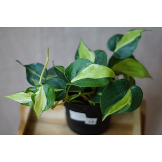 🍃 พลูบราซิลด่าง 3 สี Philodendron Hederaceum Cream Splash ฟิโลบราซิลสามสี 🍃