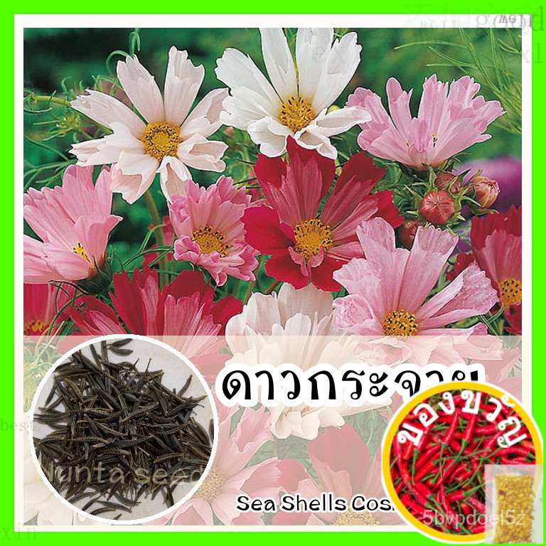 เมล็ดอวบอ้วน100%พร้อมส่ง รหัส 136 เมล็ดพันธุ์แท้ OP แท้ ดาวกระจายซีเชล ...